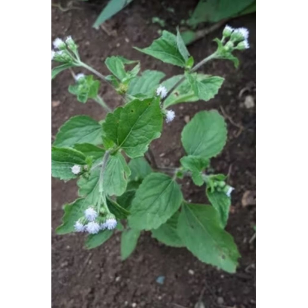 

daun babadotan press 1kg 10rb