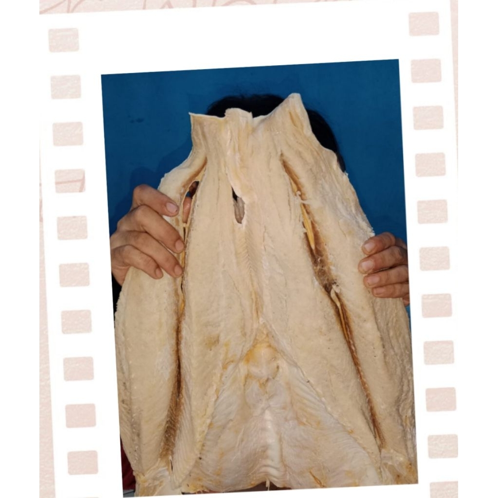 

IKAN JAMBAL ROTI TANPA TULANG