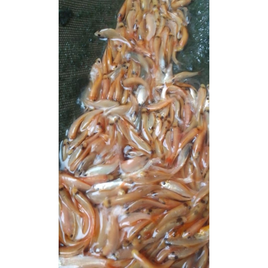 

Terapi Melon 25 ekor