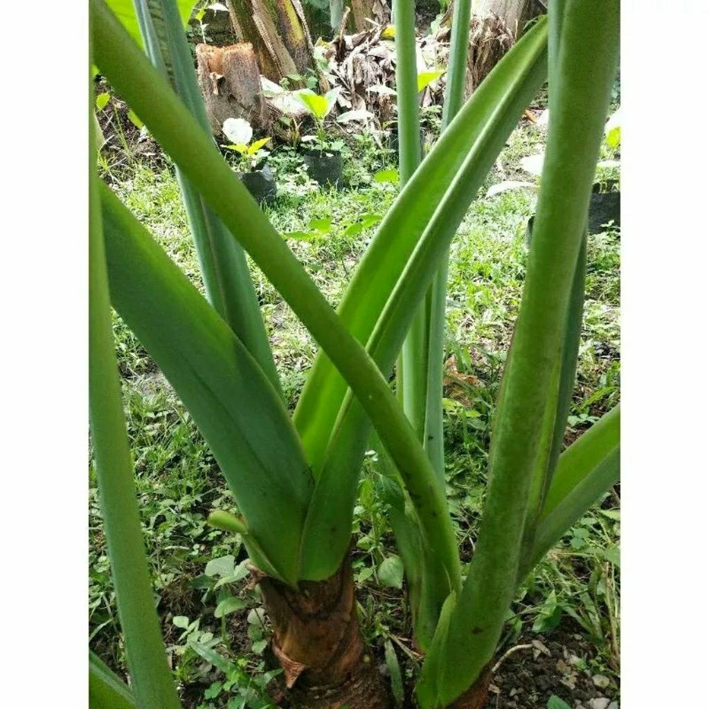 

sayur batang lompong kubis Segar