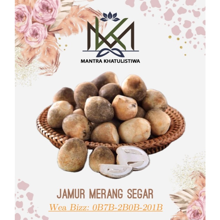 JAMUR MERANG SERAR JAMUR MERANG LOKAL FRESH