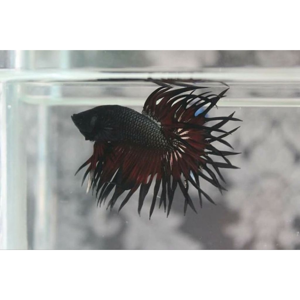 Cupang CT Crowntail Male Serit Jumbo Size M+