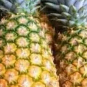 

Nanas palembang 1buah