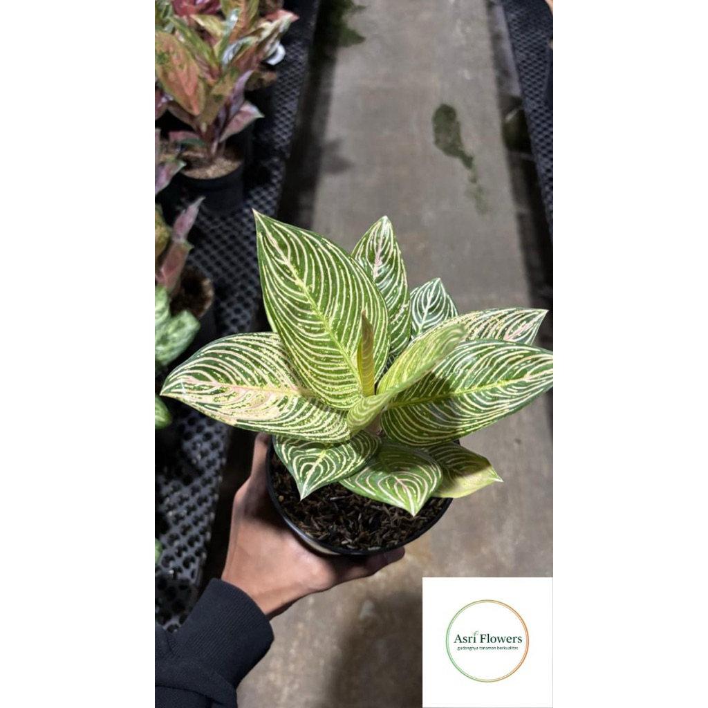 aglonema golden hope siap kirim asli import thailand sudah remaja original