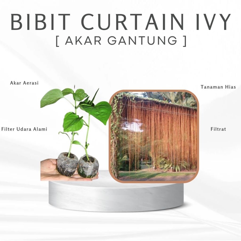 Bibit Tanaman Hias Akar Gantung Curtain IVY /Akar Gantung / Tanaman HiasOut door/ Bibit Tanaman