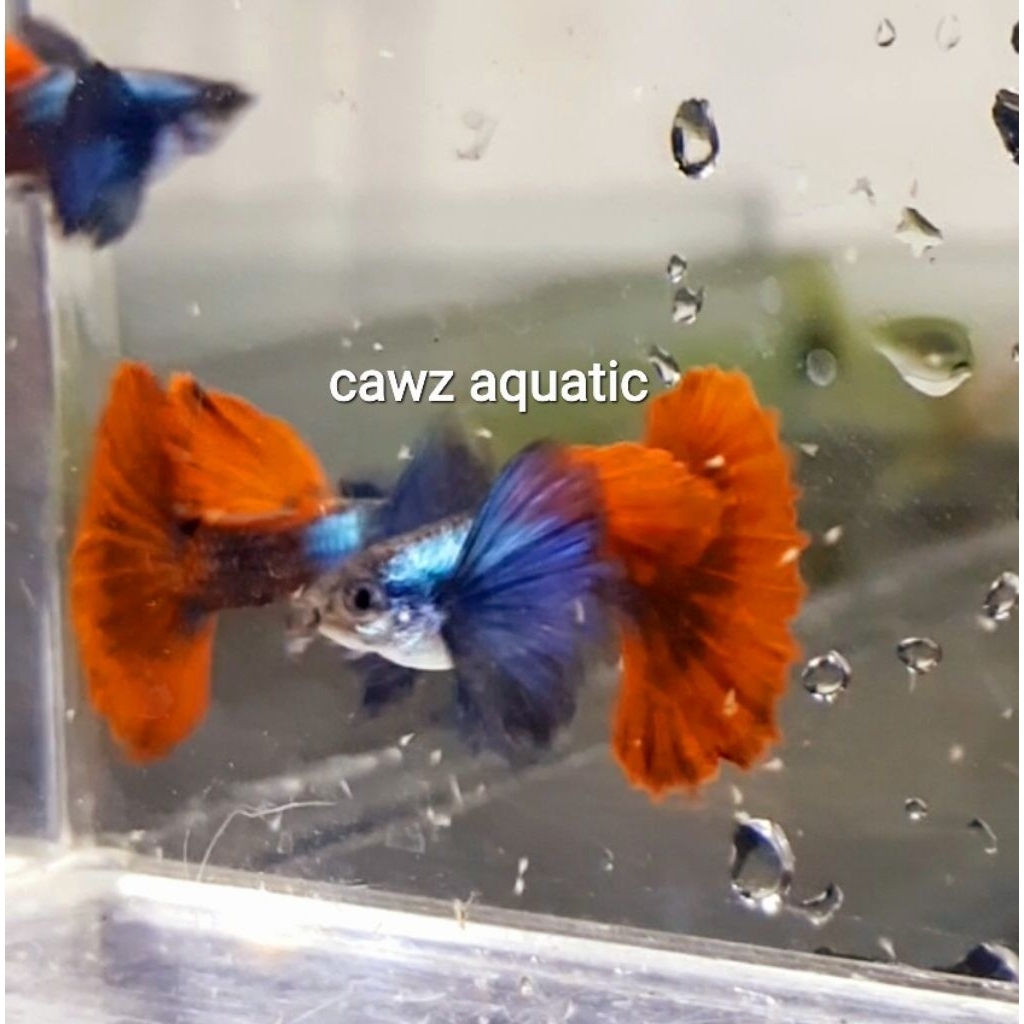 

Packing Sterofoam PRTDE Super dumbo ear