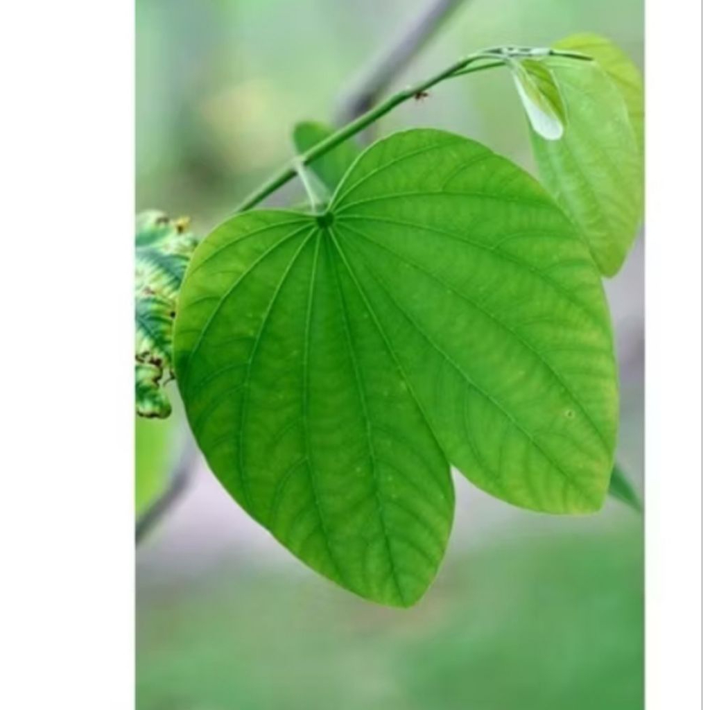 

daun kupu kupu/tayuman