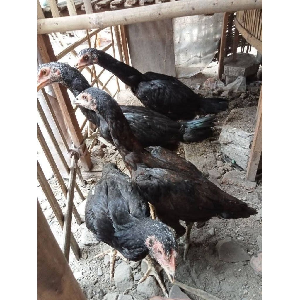 

p1tik/4yam asli 5 Ekor Bangkok Usia 2 Bulan 2 minggu