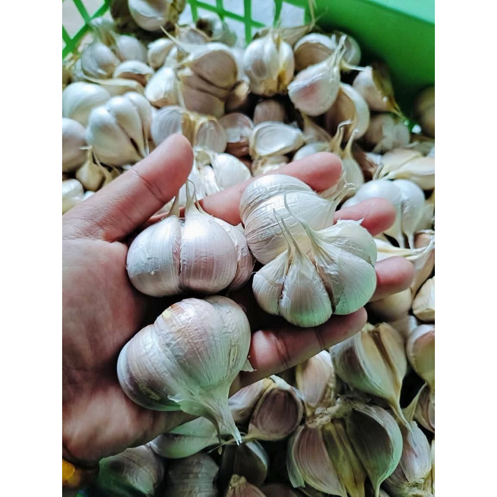 BAWANG PUTIH KATING/KATINGAN 1 KG