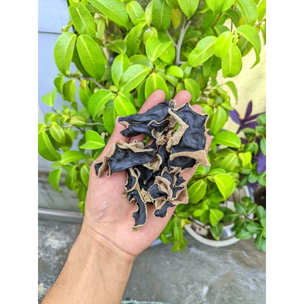 

Jamur Kuping Kering Kemasan 500 Gram ( 1/2 Kg ) Kualitas Grade B - Makanan Sehat - Food