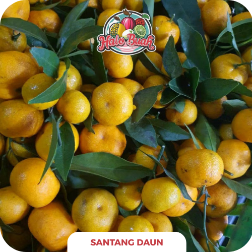 

BUAH Import Jeruk Santang Daun 1kg
