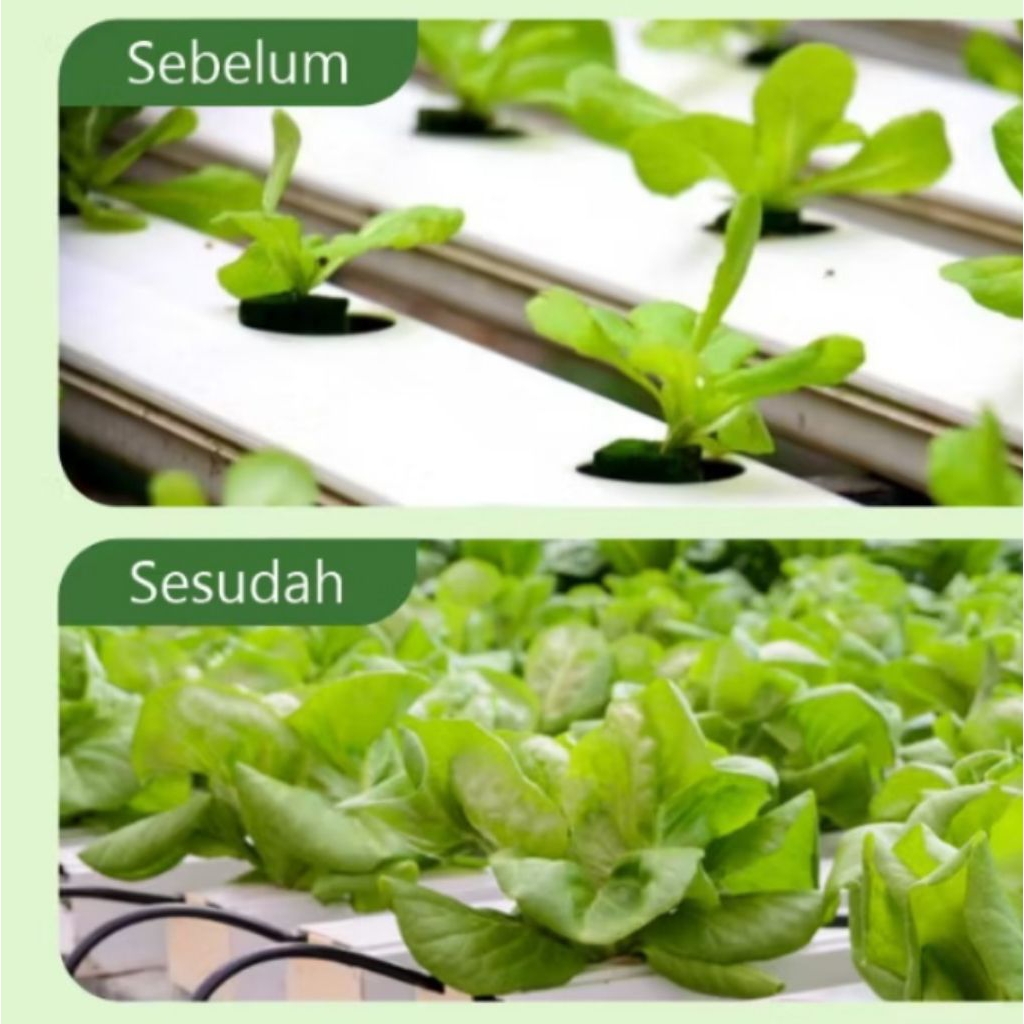 Nutrisi Cair Hidroponik AB mix 250 ml