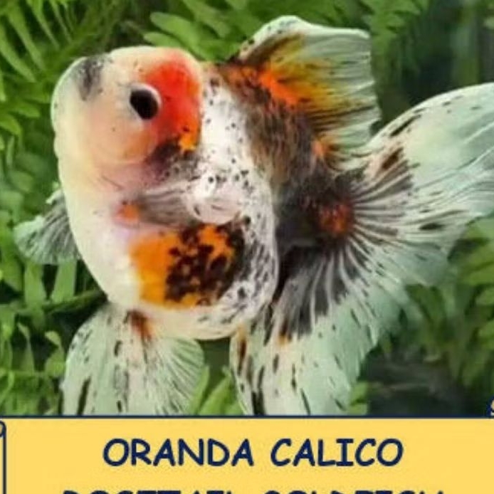 

Promo bk Stiker koki pancawarna Calico UK M