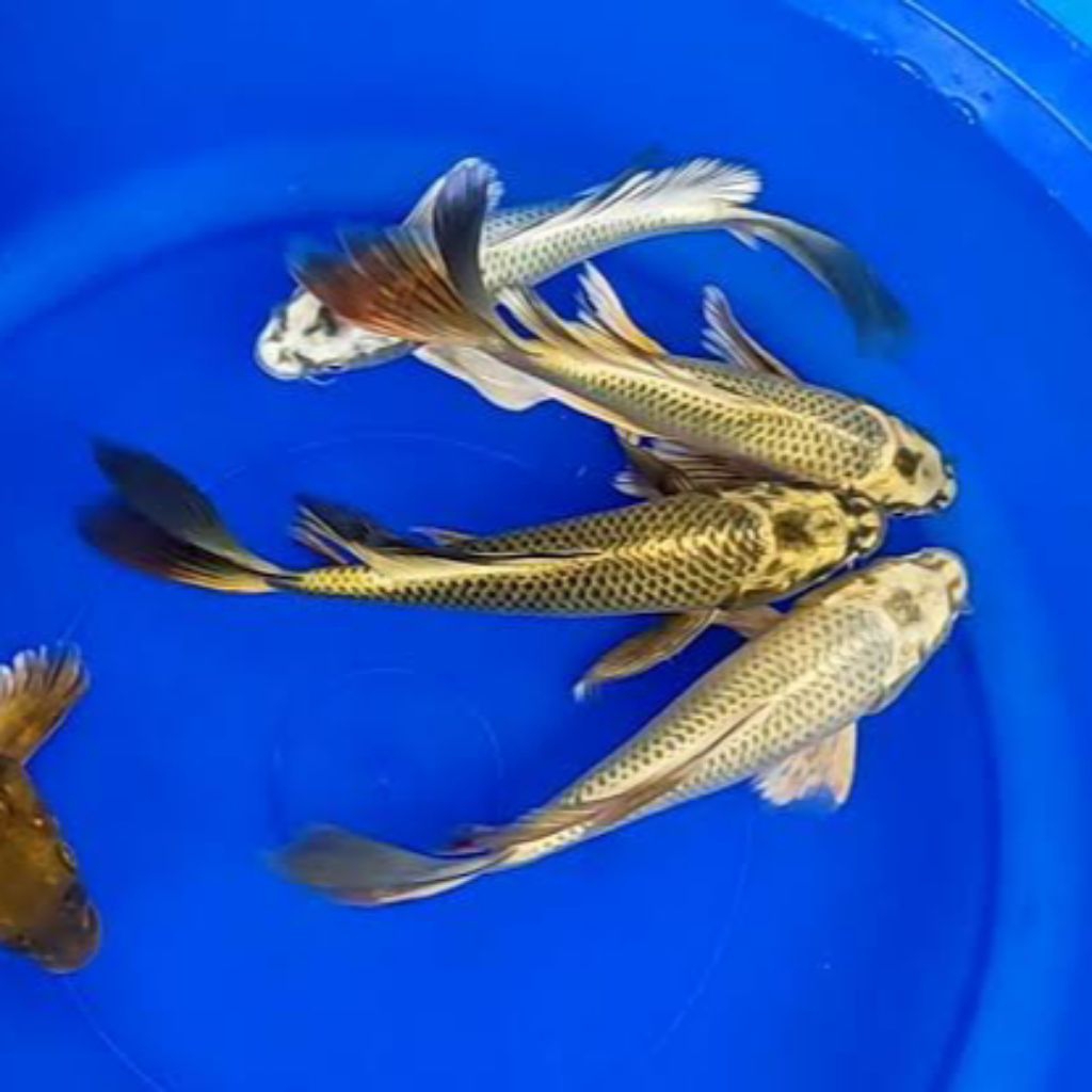 Paket koi mukashi slayer 10-13cm calon jumbo limited edition hiasan aquarium kolam