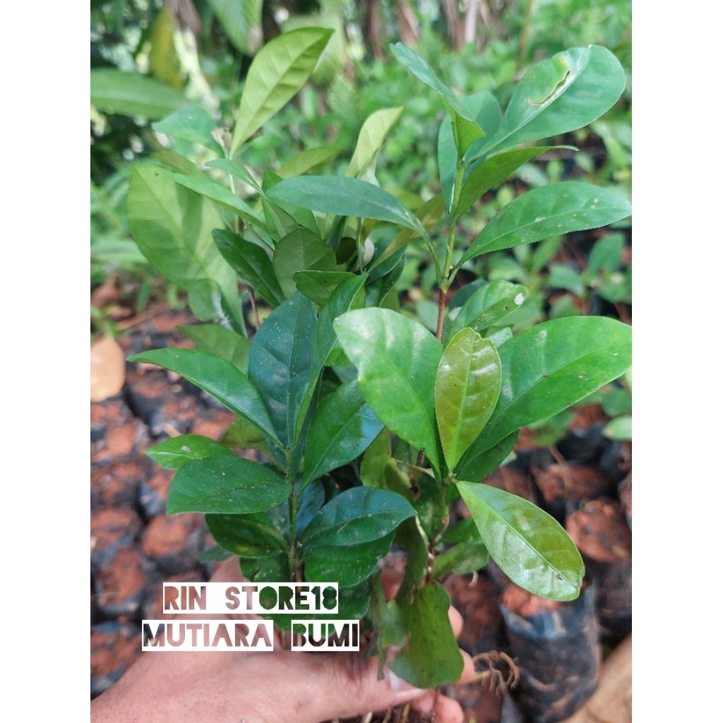 Bibit Kopi Riberika untuk sambung