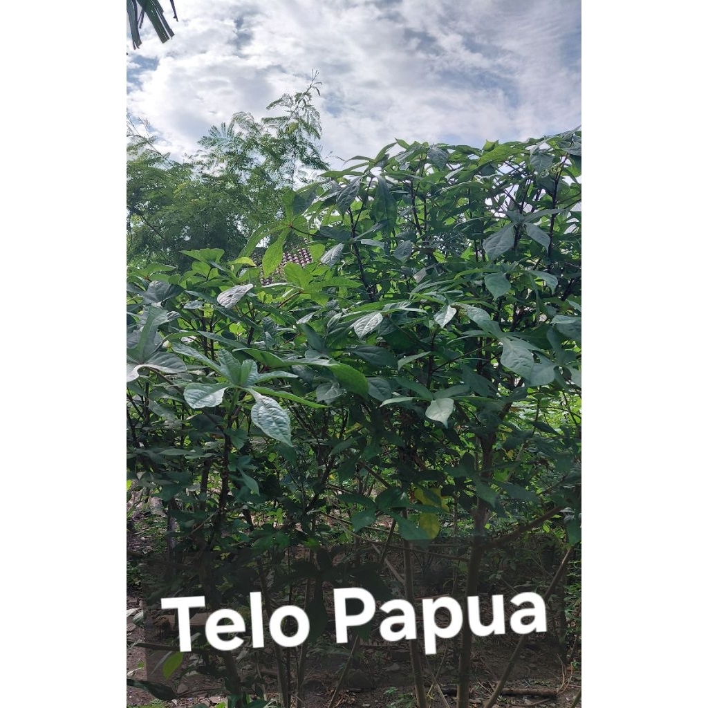 bibit telo papua