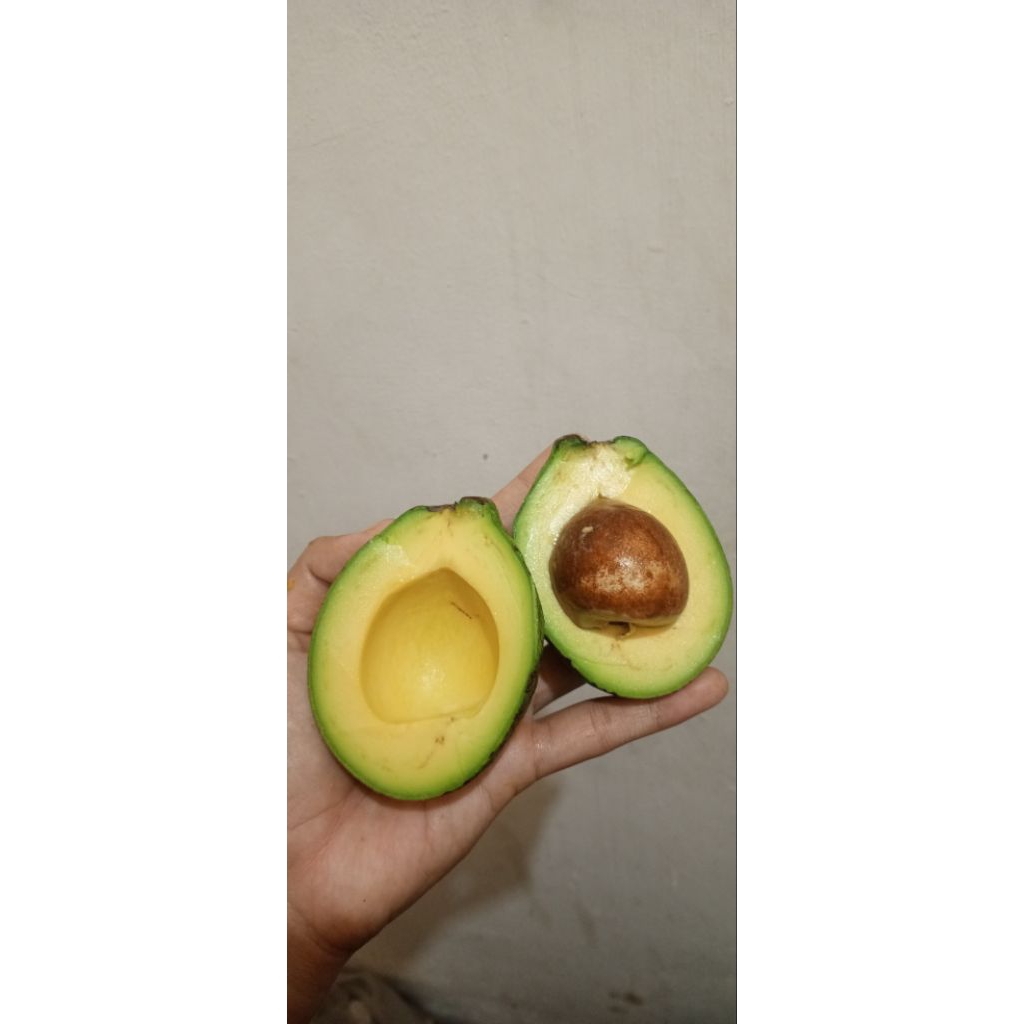 GARANSI alpukat mentega Lampung timur Padang Miki siger