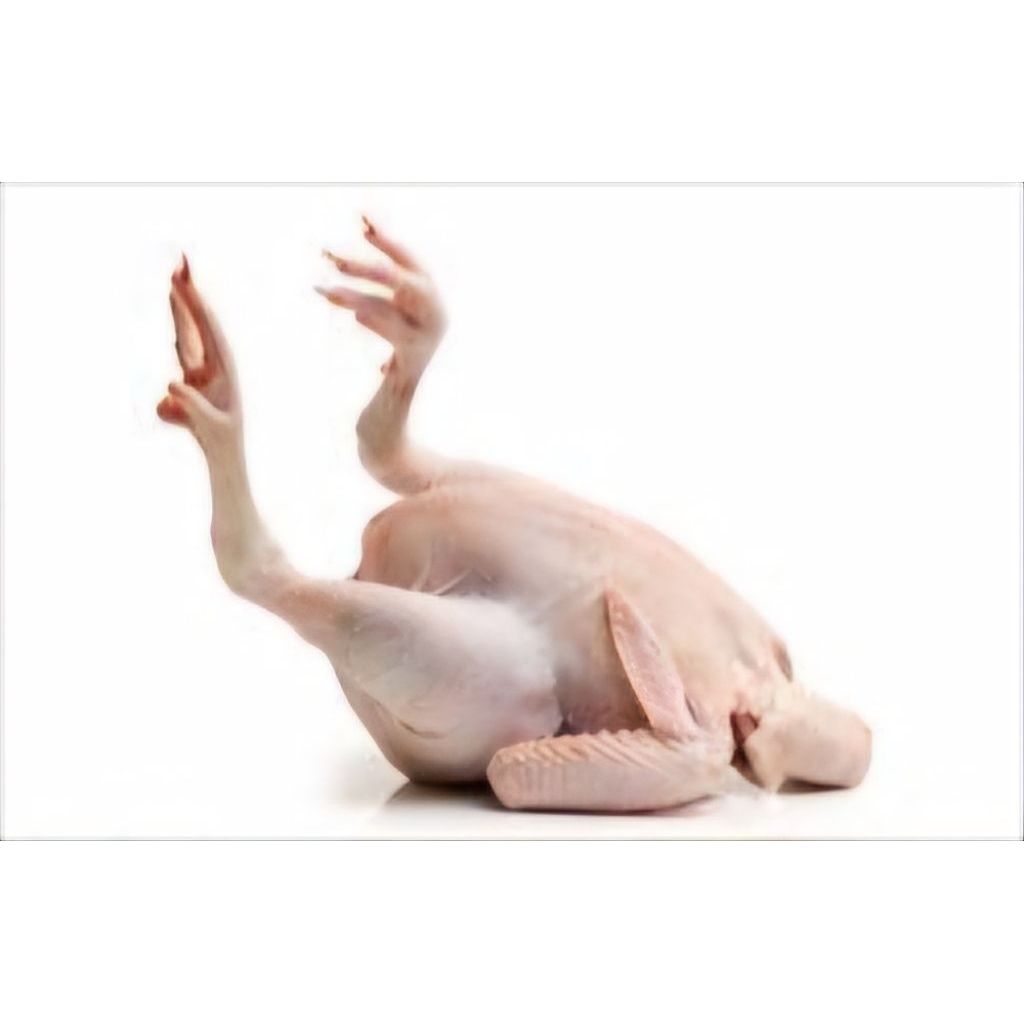 

Ayam Sotoan / Petelur - Ayam Potong Cocok Untuk Soto & Masakan Rumahan