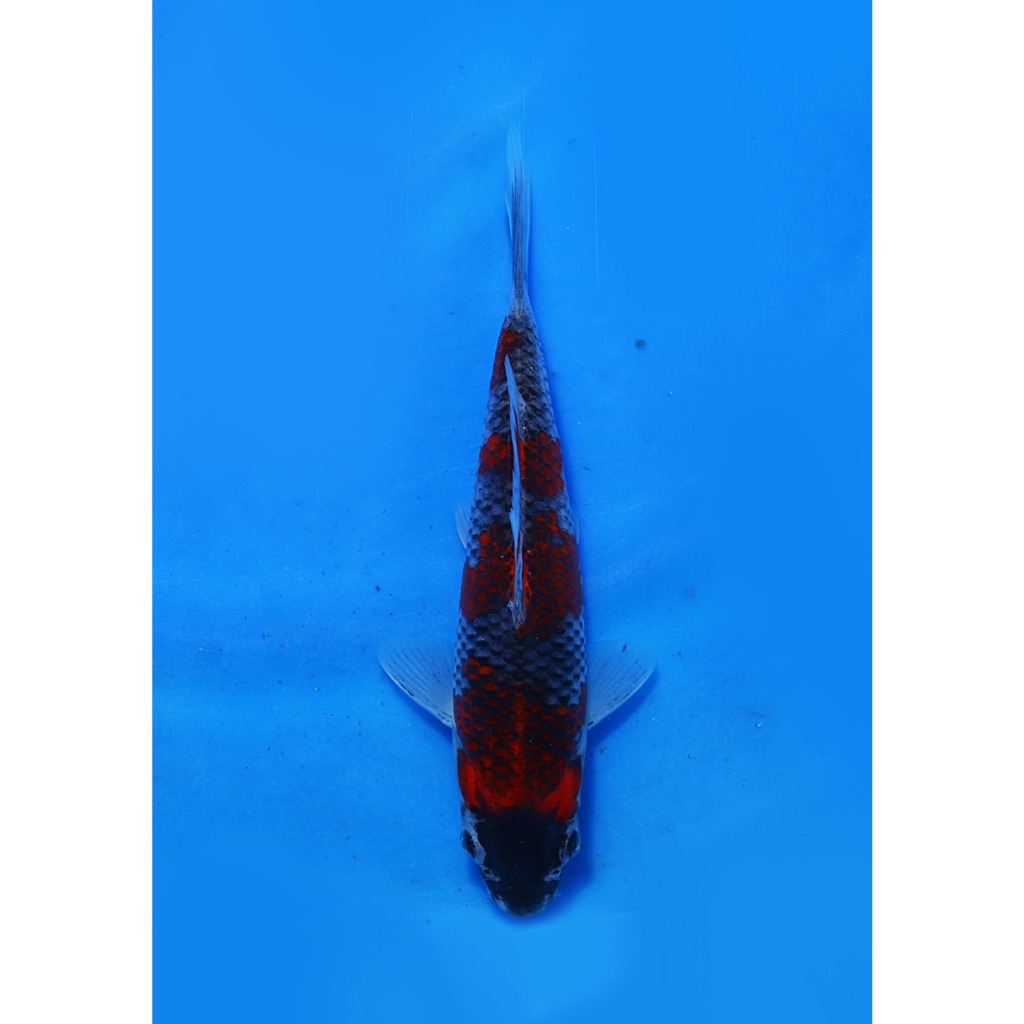 Koi Import Goshiki Kawakami Koi Farm Size 20 cm