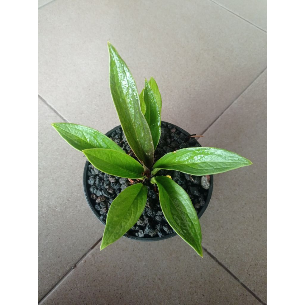 Anthurium Jemani Tanduk Empat Lima