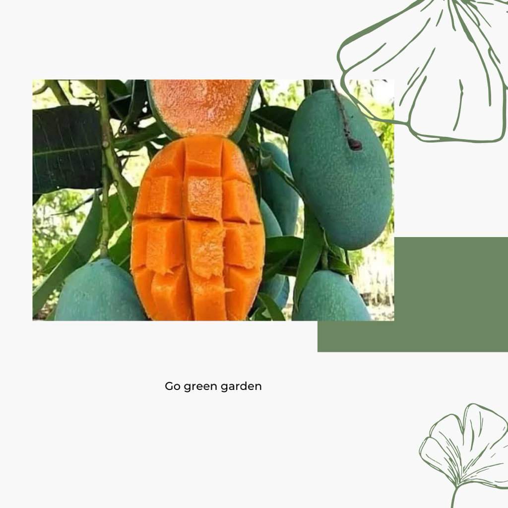 BIBIT MANGGA HARUM MANIS OKULASI