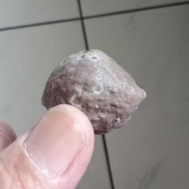 Kemiri Adu Muncang Adu Yanti Thanos Rajabatok Extreme Urgen Size Kecil