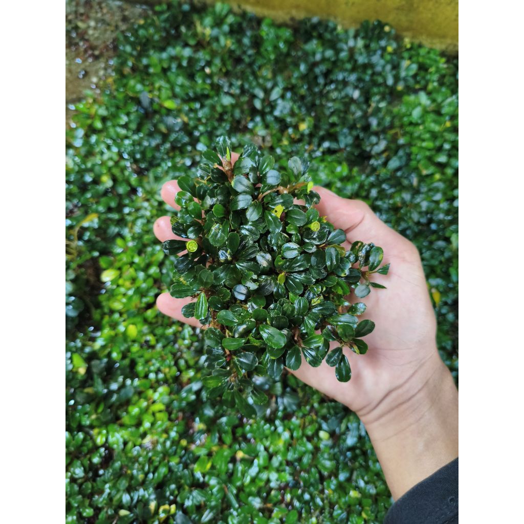 BUCEPHALANDRA BROWNIE CLUMP