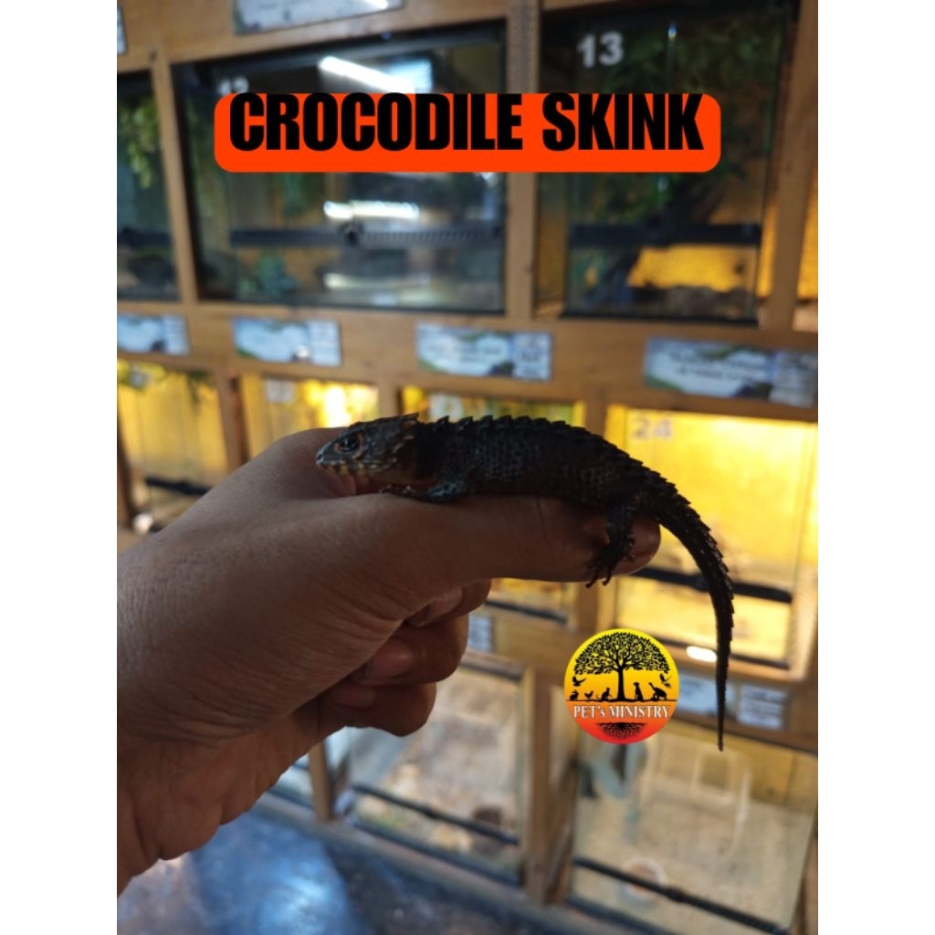 mainan crocodile skink mewah