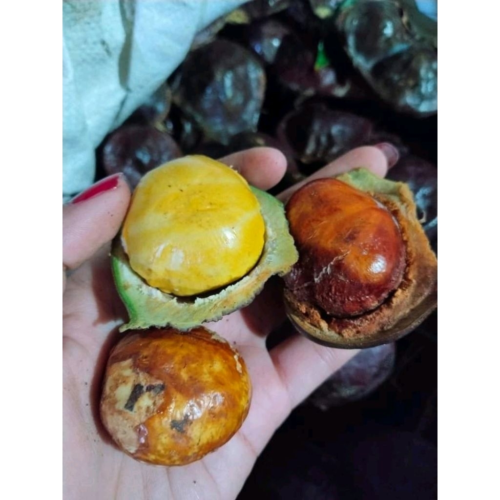 

1KG JENGKOL TUA KULIT fresh (PROMO) belum dikupas kulitnya