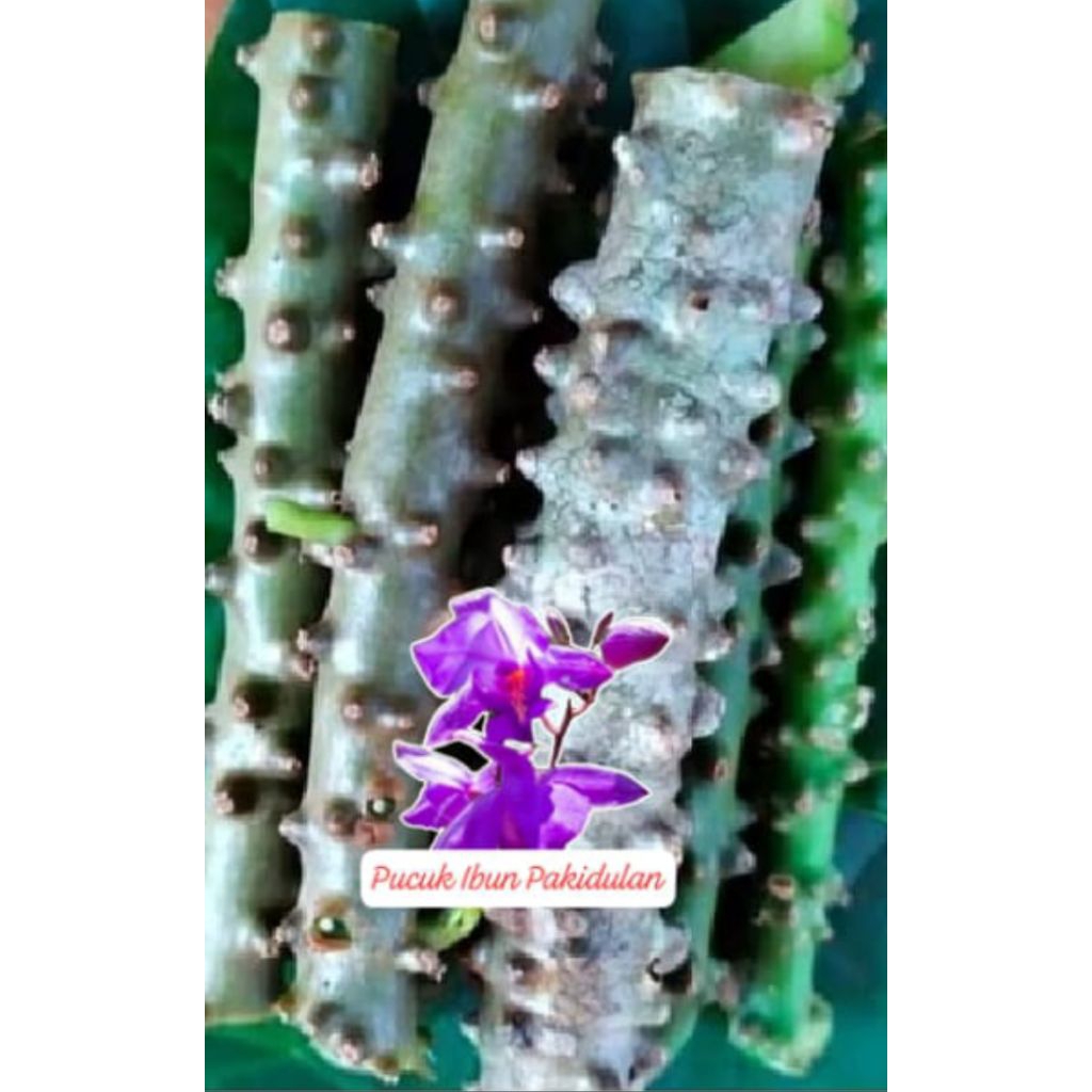 

botrowali herbal /500 gram