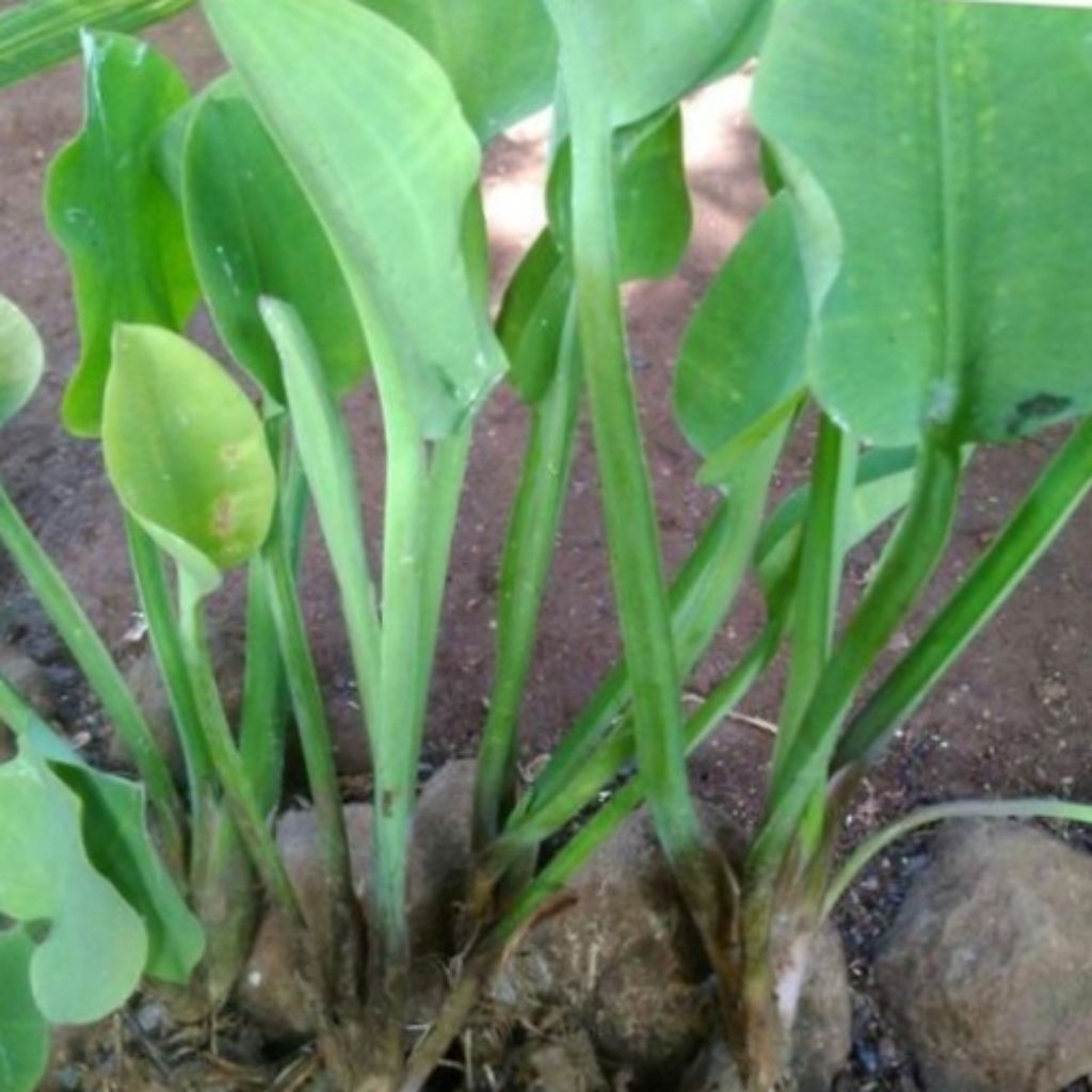 bibit genjer Gemoy 10bibit genjer Gemoy siap tanam