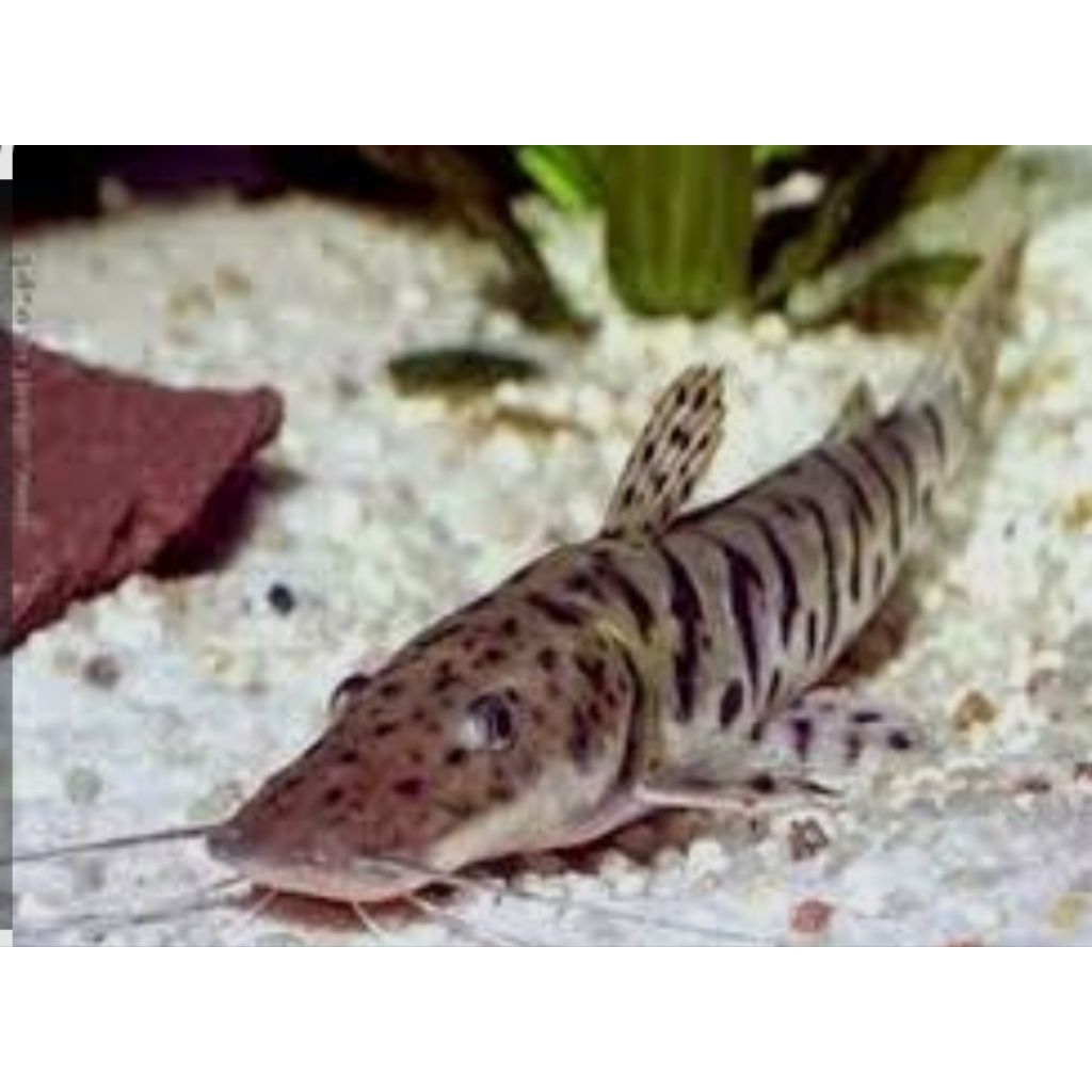 TIGERSHOVEL NOSE CATFISH / TSN +-9-10CM