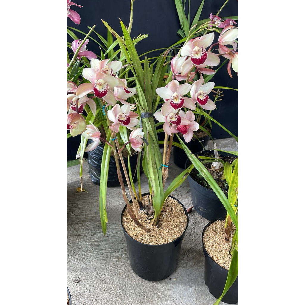 anggrek tanah cymbidium import