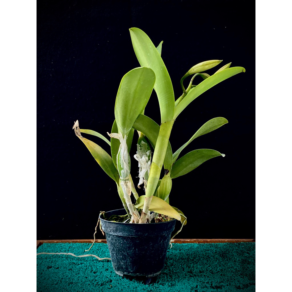 Anggrek Cattelya Dewasa Pot Hitam Cantik