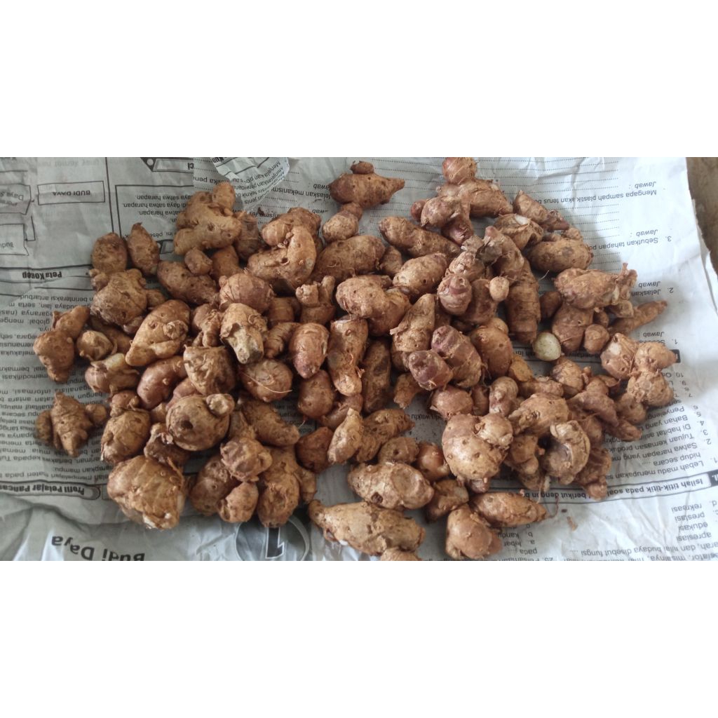 

Kencur segar 250gram buat seblak dan masakan