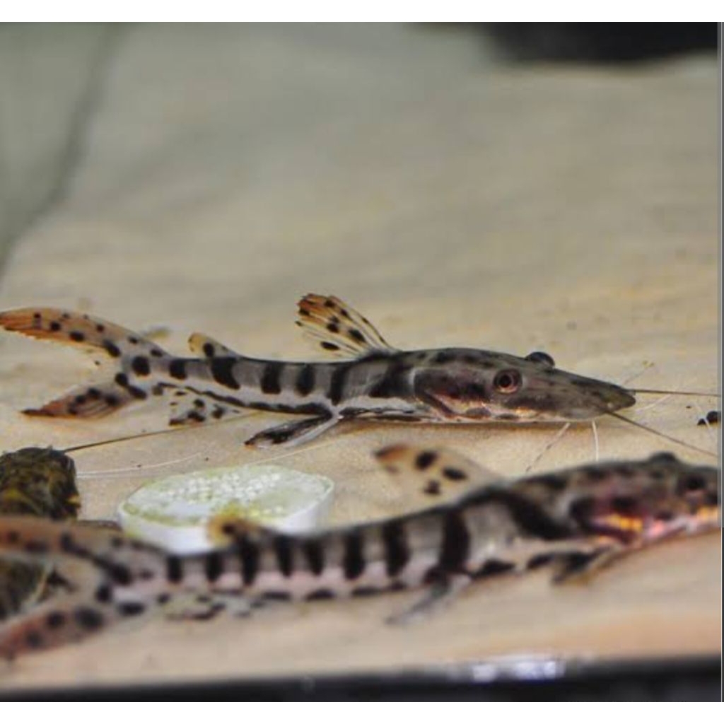 ikan Tigershovelnose TSN hiasan lele tankmate kolam aquarium hias