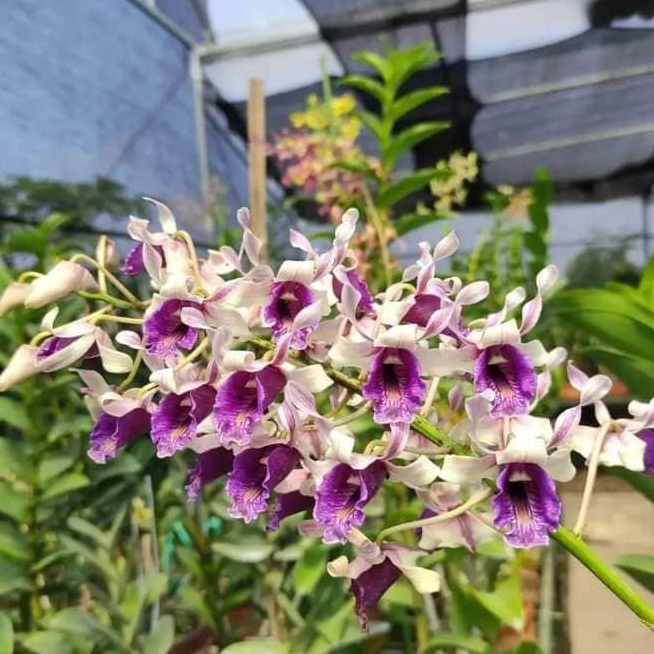 Anggrek Dendrobium Nindii Dendro Nindii