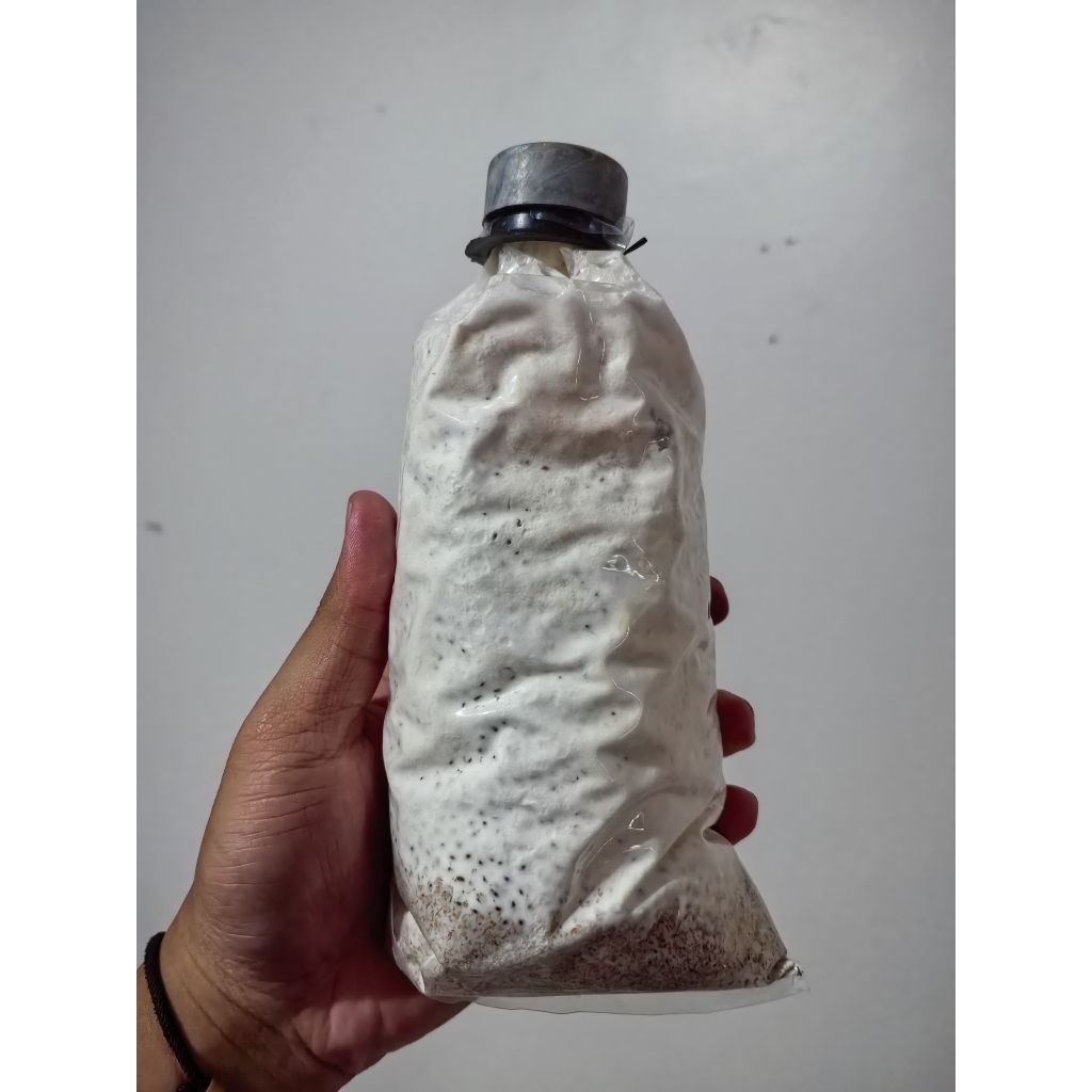 

Bibit F2 Jamur Tiram Sorgum