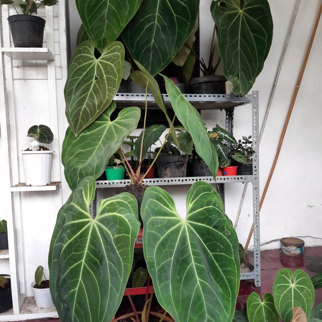 anthurium kuping gajah norte xxl