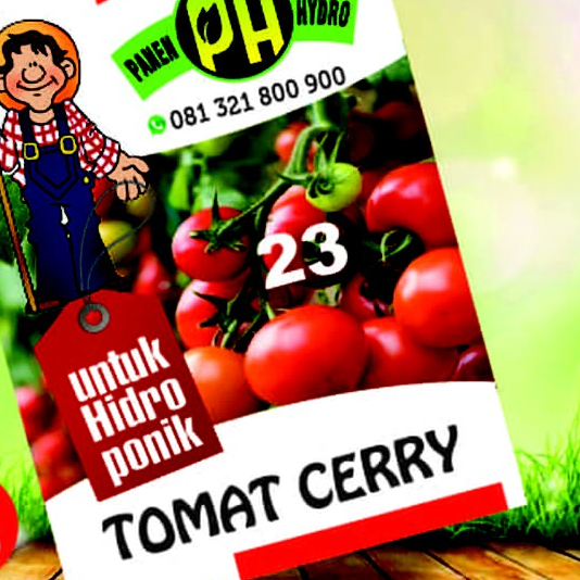 BENIH BIBIT TOMAT CHERRY KHUSUS HIDROPONIK