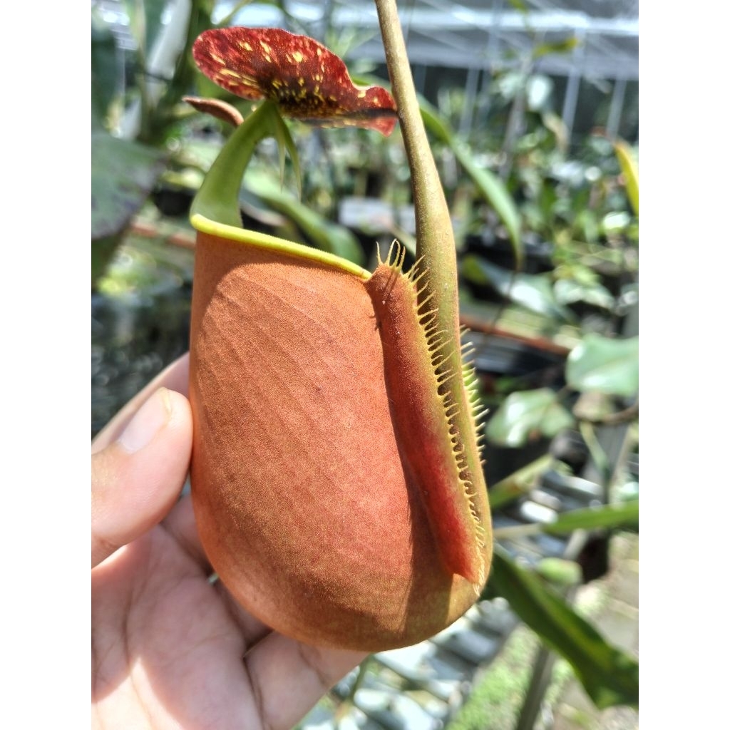 Nepenthes Bicalcarata Kantong Semar Tanaman Carnivora