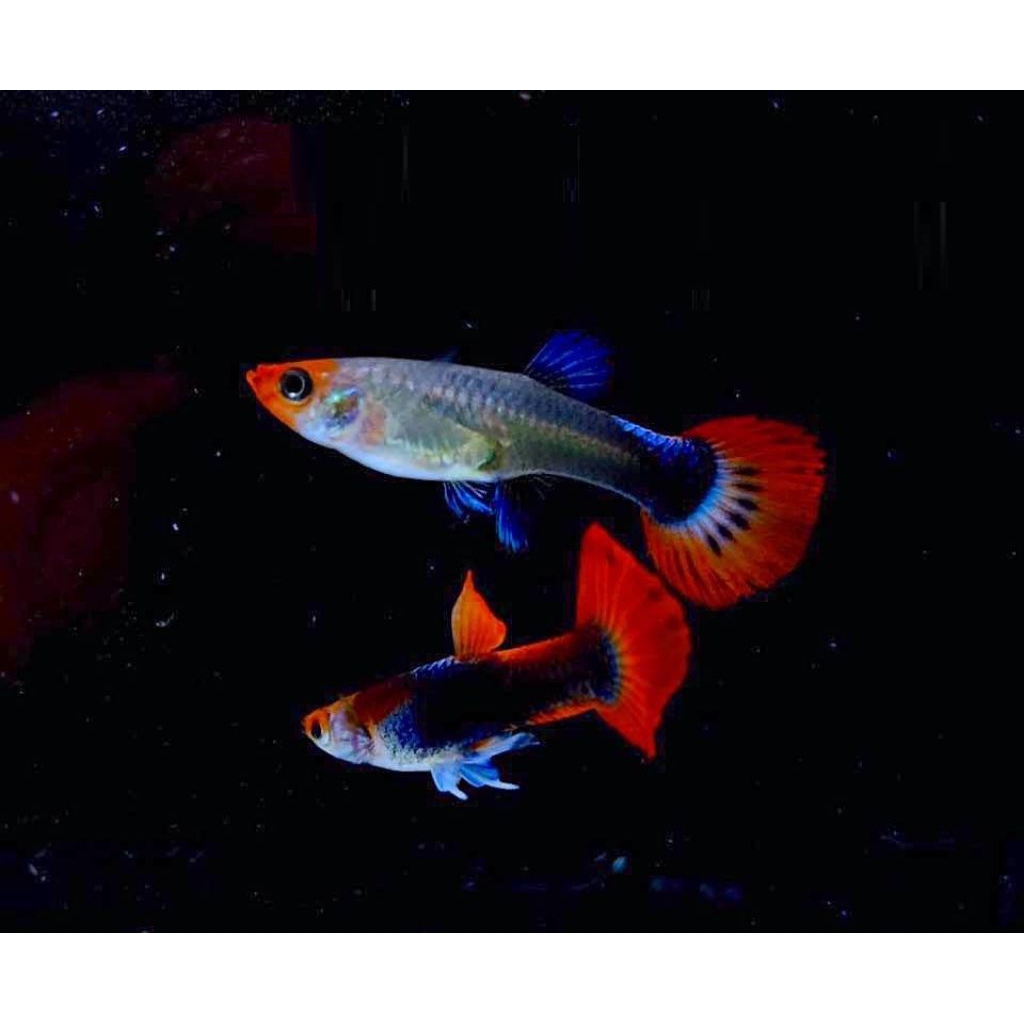 Hiasan aquarium Guppy Tuxedo Koi pasangan, ukuran dewasa indukan