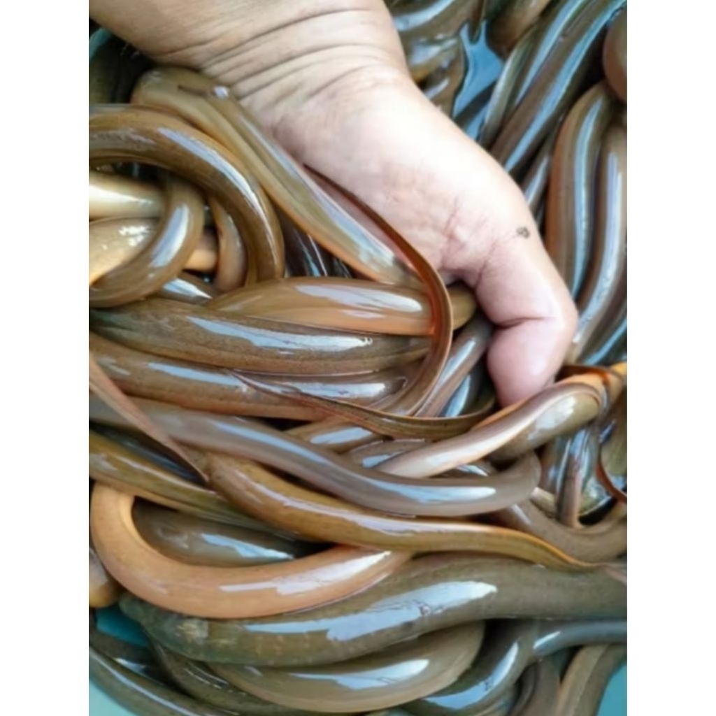 

Belut Sawah/Belut Hidup, Belut segar Berkualitas/1 ekor