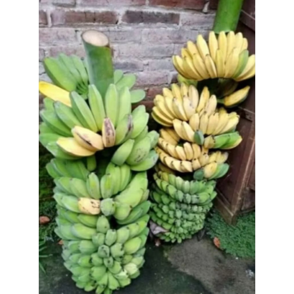 

bibit pisang kepok siap tanam