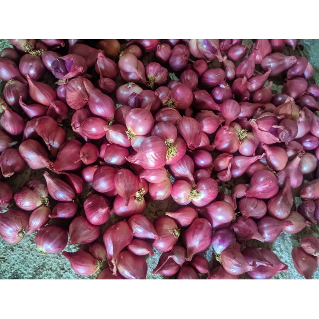 

bawang merah kecil tanggung/bawang merah tanggung kering