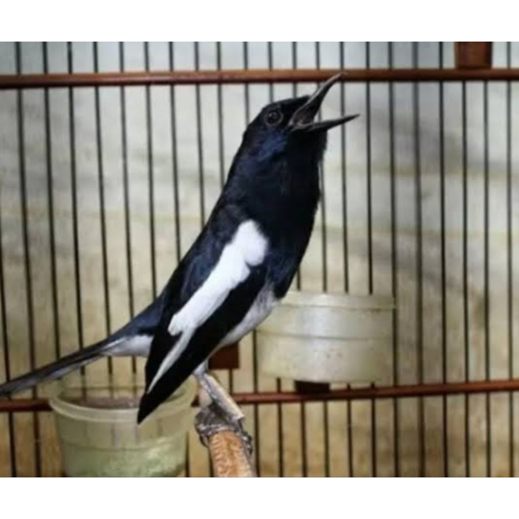 burung Kacer jantan gacor