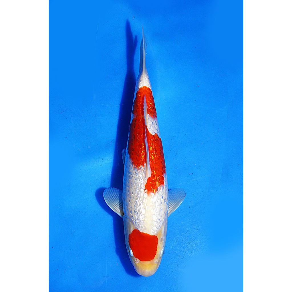 Koi Import Ginrin Kohaku Momotaro Koi Farm Size 28 cm