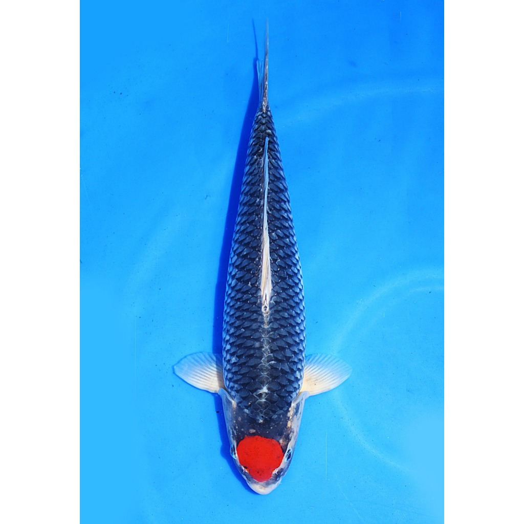 Koi Import Tancho Goshiki Kawakami Koi Farm Size 49 cm