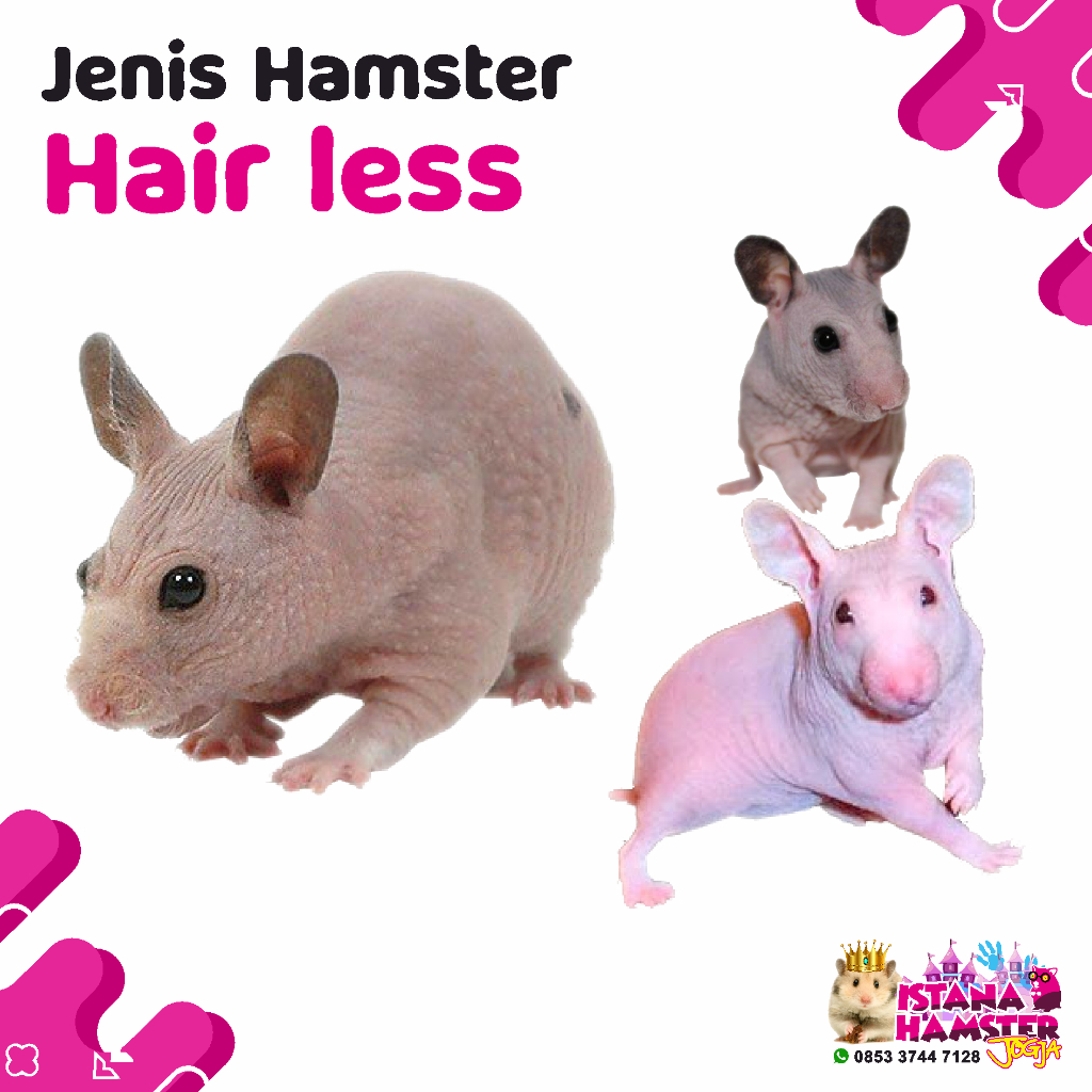 Hamster Hairless Remaja Tanpa Bulu Varian Campbell