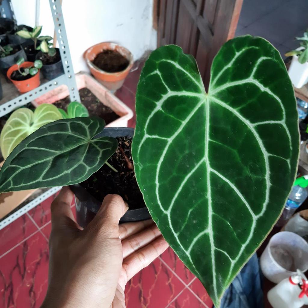 anthurium kristalinum dark